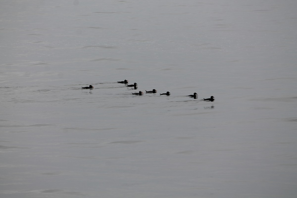 Surf Scoter - ML641999995