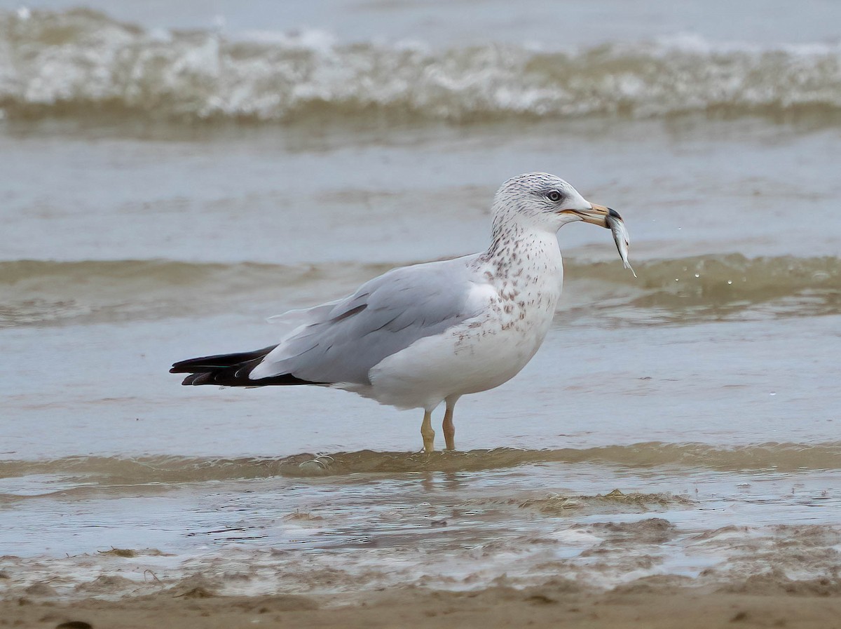 Ring-billed Gull - ML641999998