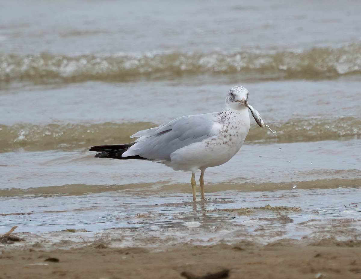 Ring-billed Gull - ML641999999