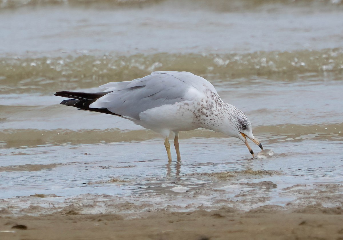 Ring-billed Gull - ML642000000