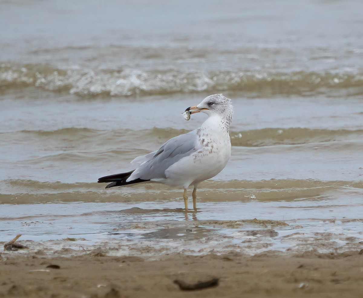 Ring-billed Gull - ML642000001