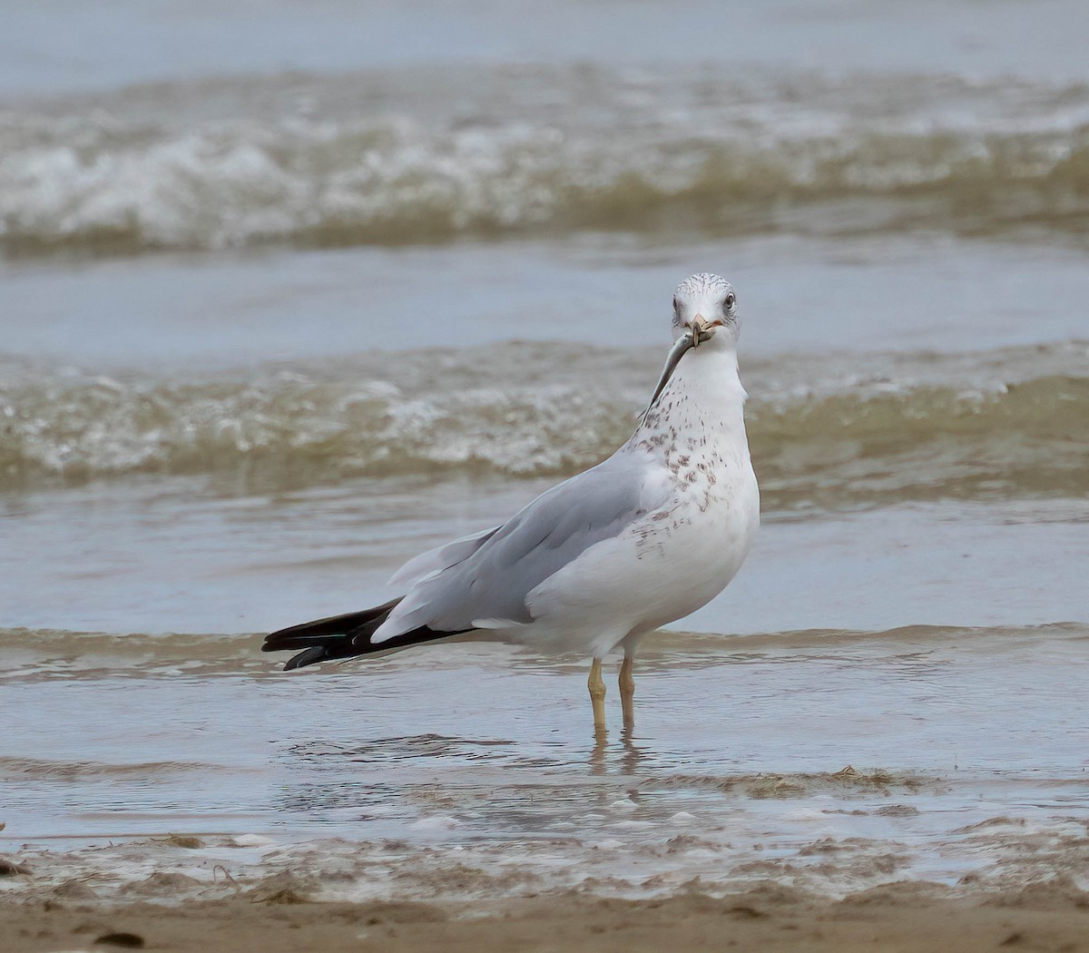 Ring-billed Gull - ML642000002