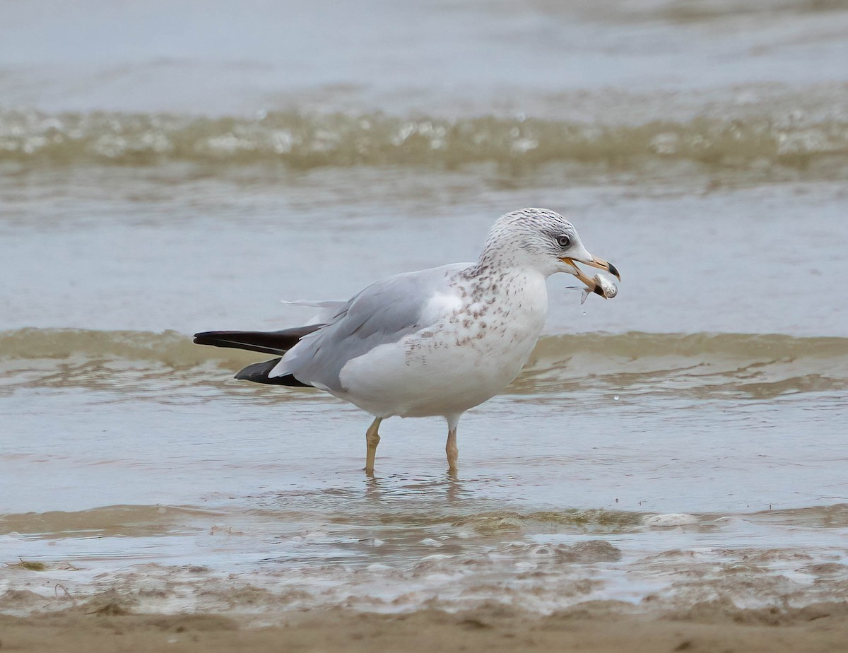 Ring-billed Gull - ML642000003