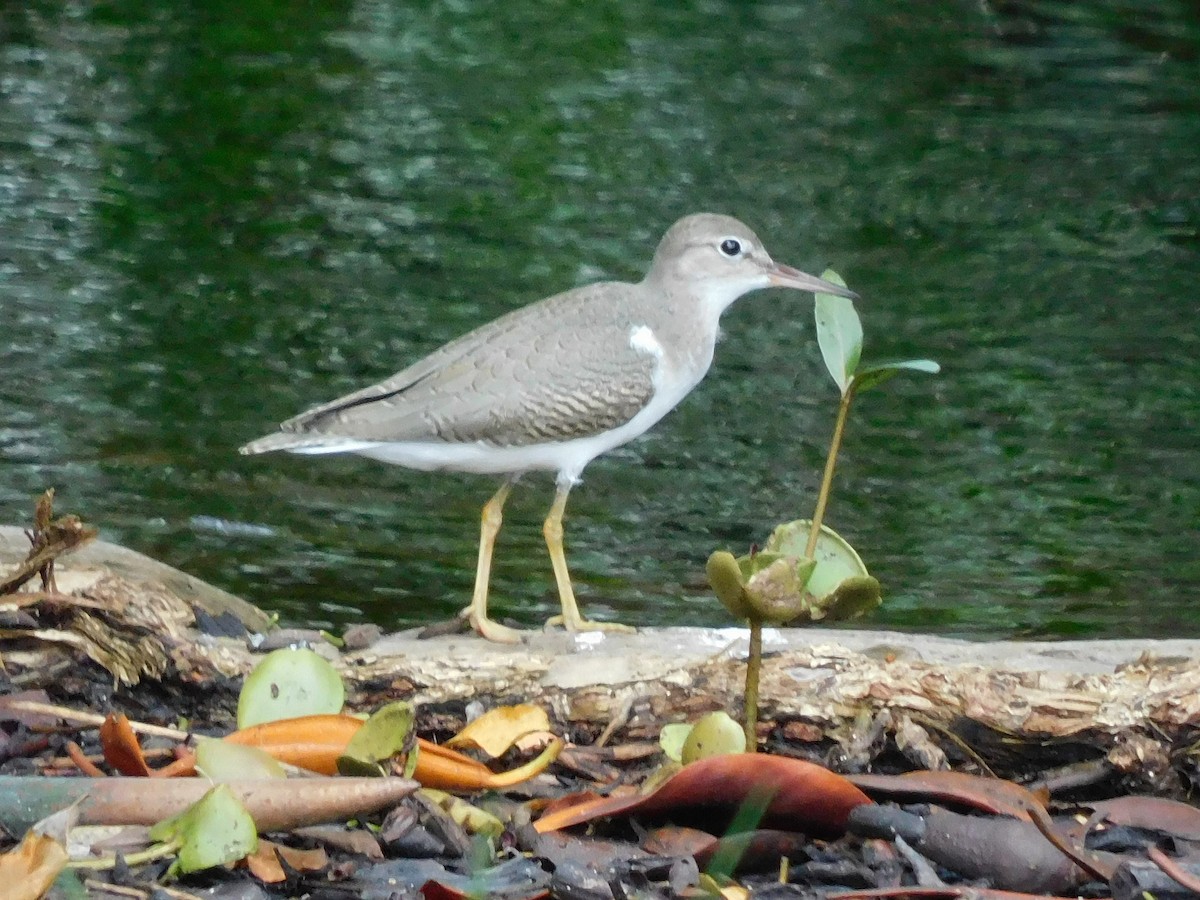 Spotted Sandpiper - ML642000015