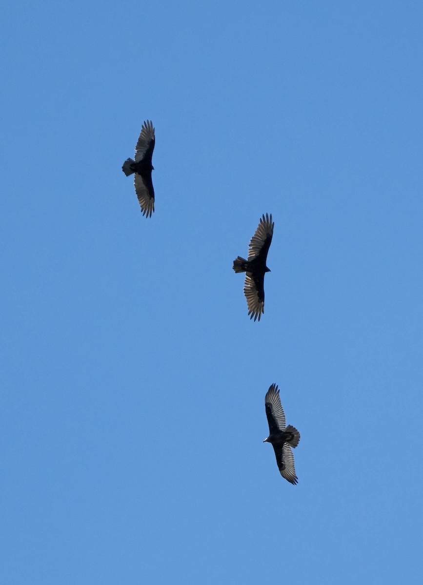 Turkey Vulture - ML642000019