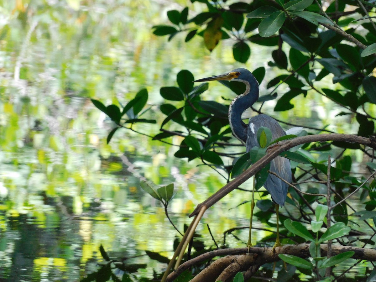 Tricolored Heron - ML642000023