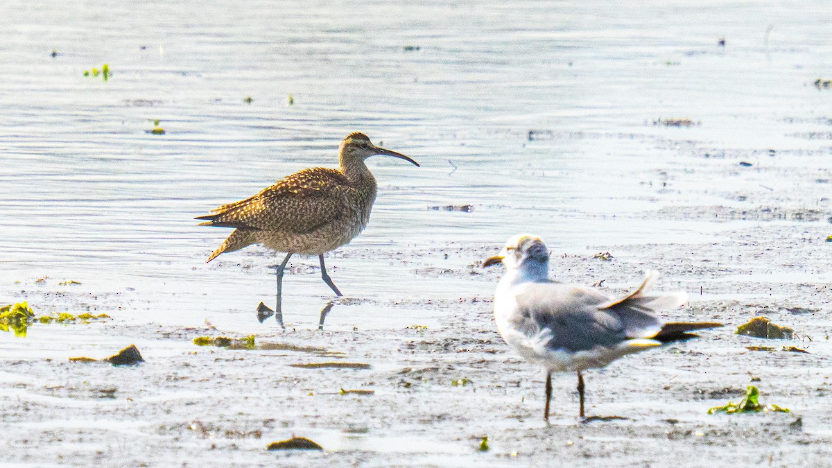 Whimbrel - ML642000025