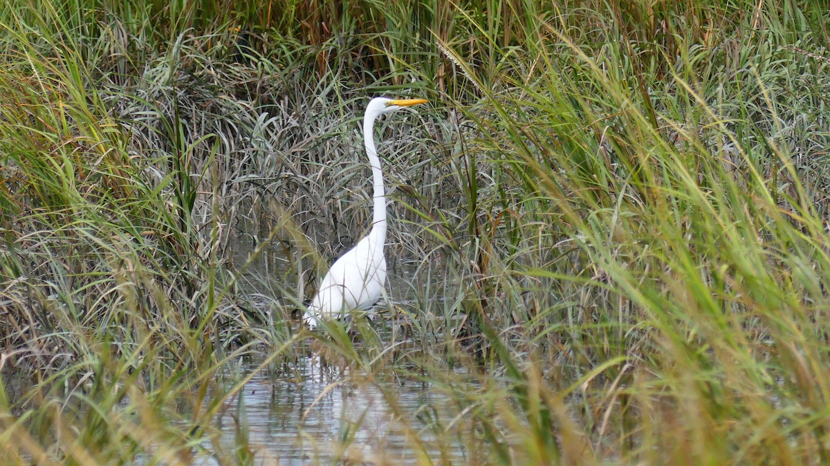 Great Egret - ML642000029