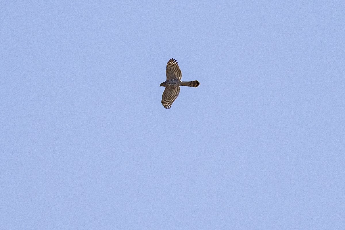 Cooper's Hawk - ML642000030
