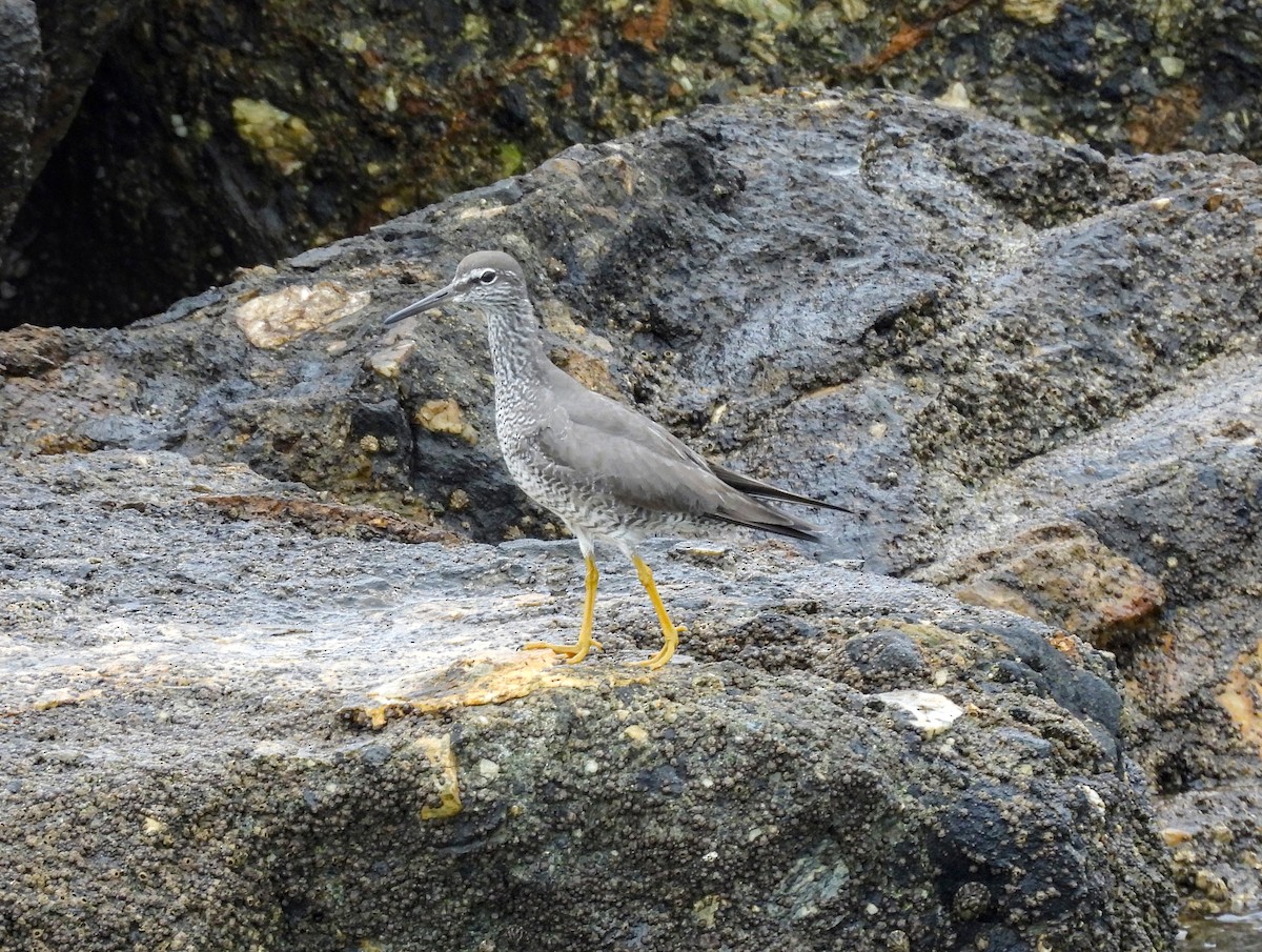 Wandering Tattler - ML642000032
