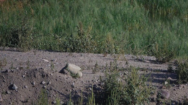 Yellow-headed Blackbird - ML642000033