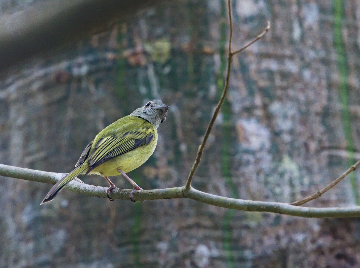 Yellow-olive Flatbill - ML642000044