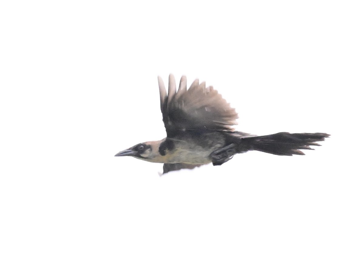 Great-tailed Grackle - ML642000048