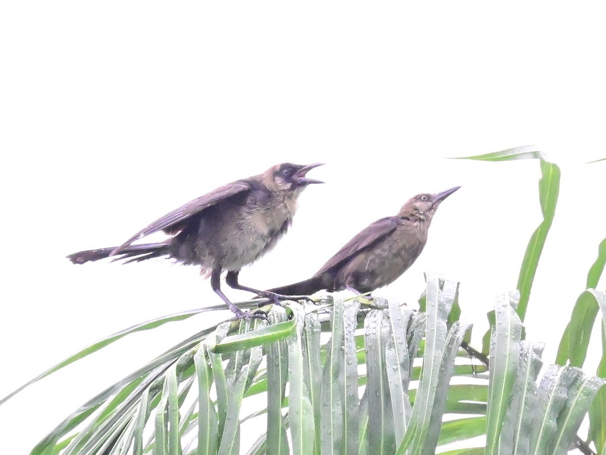 Great-tailed Grackle - ML642000049
