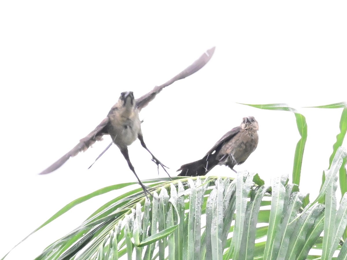 Great-tailed Grackle - ML642000050