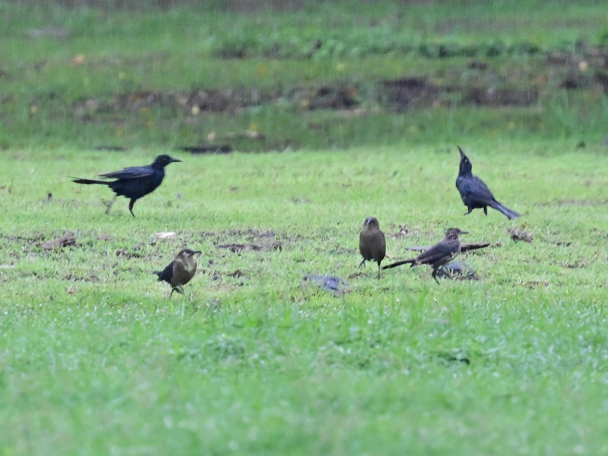 Great-tailed Grackle - ML642000051