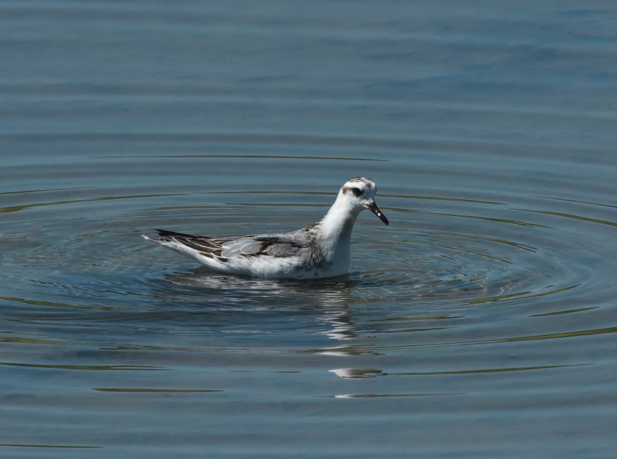 Red Phalarope - ML642000054