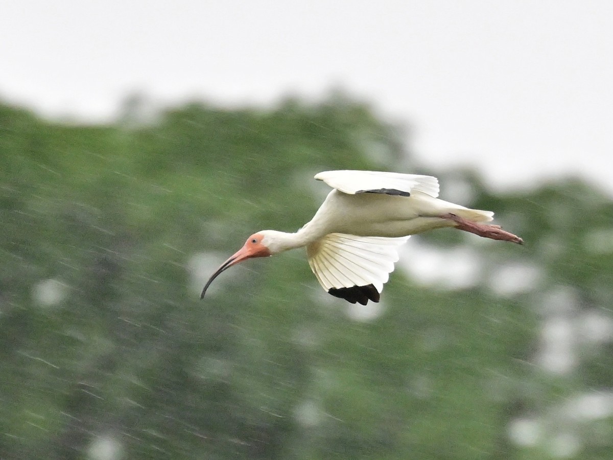 ibis bílý - ML642000061