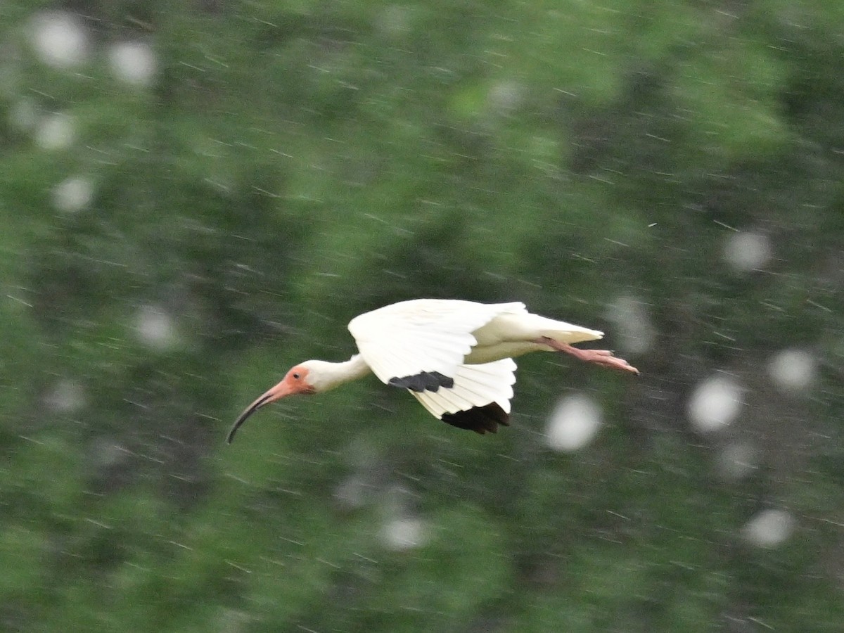 ibis bílý - ML642000062