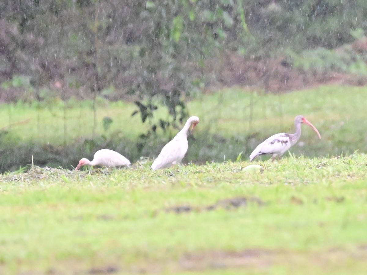 ibis bílý - ML642000063
