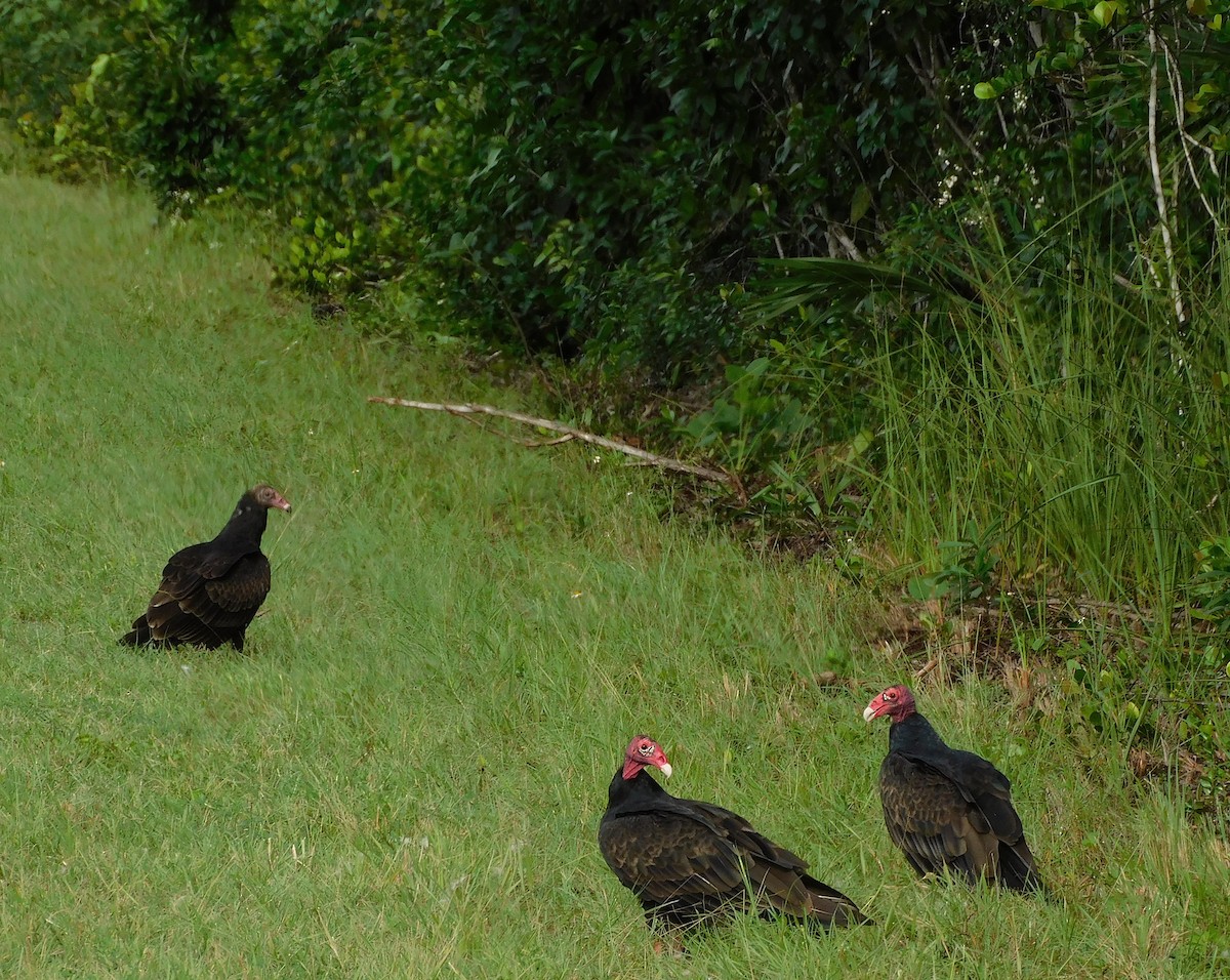 Turkey Vulture - ML642000065