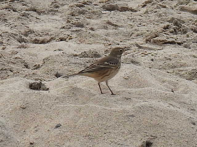 American Pipit - ML642000066