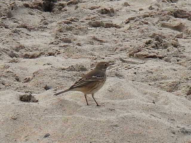 American Pipit - ML642000067