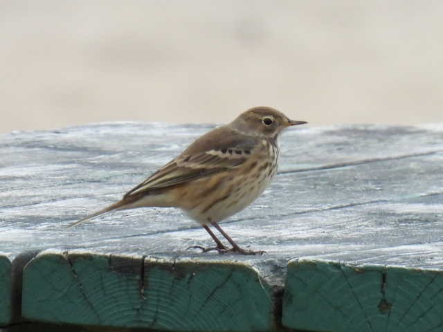American Pipit - ML642000068