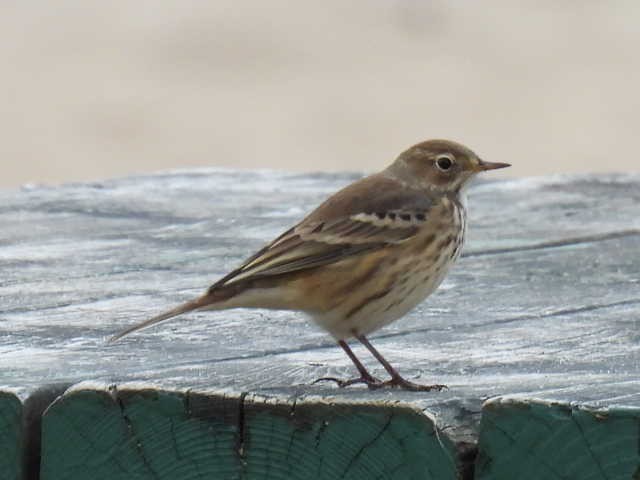 American Pipit - ML642000069