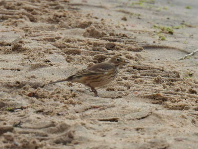 American Pipit - ML642000070