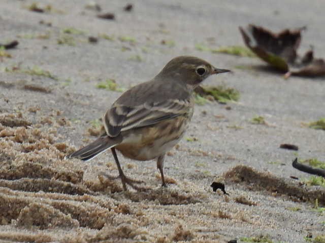 American Pipit - ML642000071