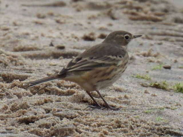 American Pipit - ML642000072