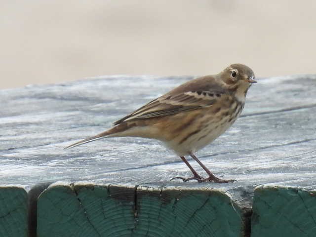 American Pipit - ML642000073