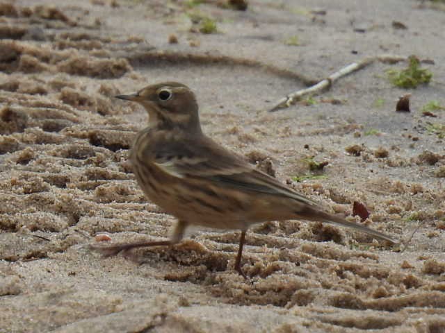 American Pipit - ML642000074