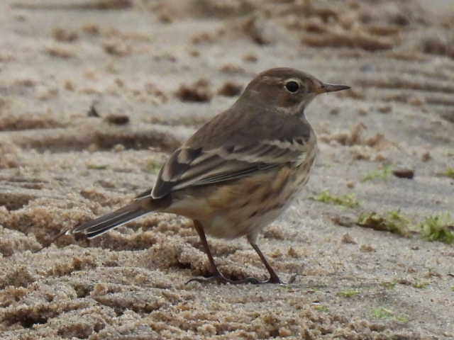 American Pipit - ML642000075