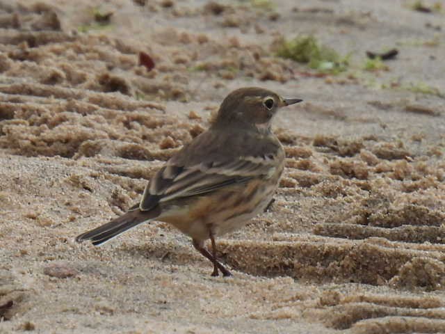 American Pipit - ML642000076