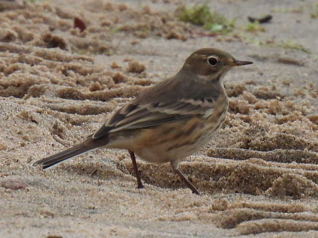 American Pipit - ML642000077