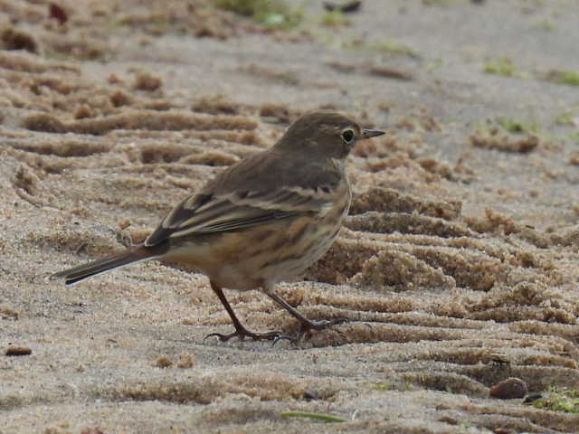 American Pipit - ML642000078
