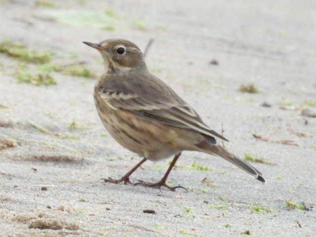 American Pipit - ML642000079