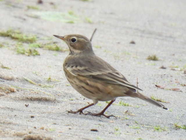 American Pipit - ML642000080