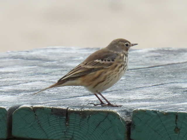 American Pipit - ML642000081