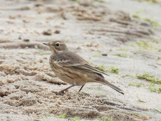American Pipit - ML642000082