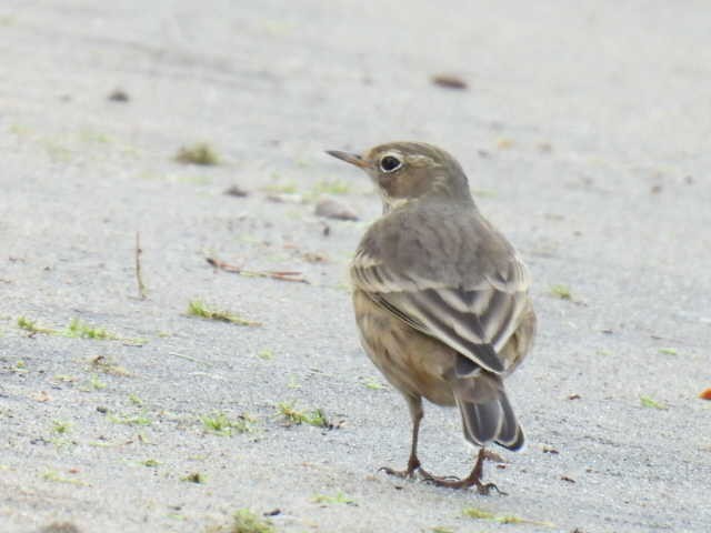 American Pipit - ML642000083