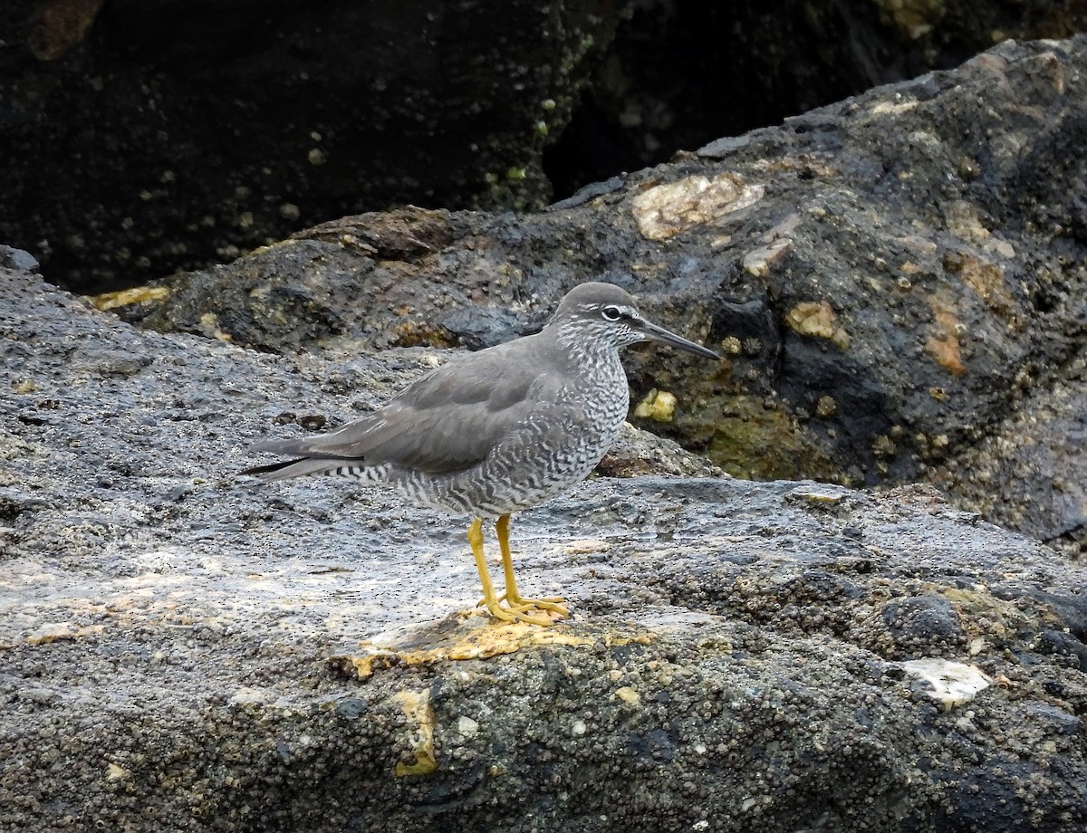 Wandering Tattler - ML642000085