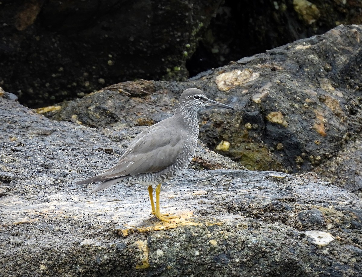 Wandering Tattler - ML642000086