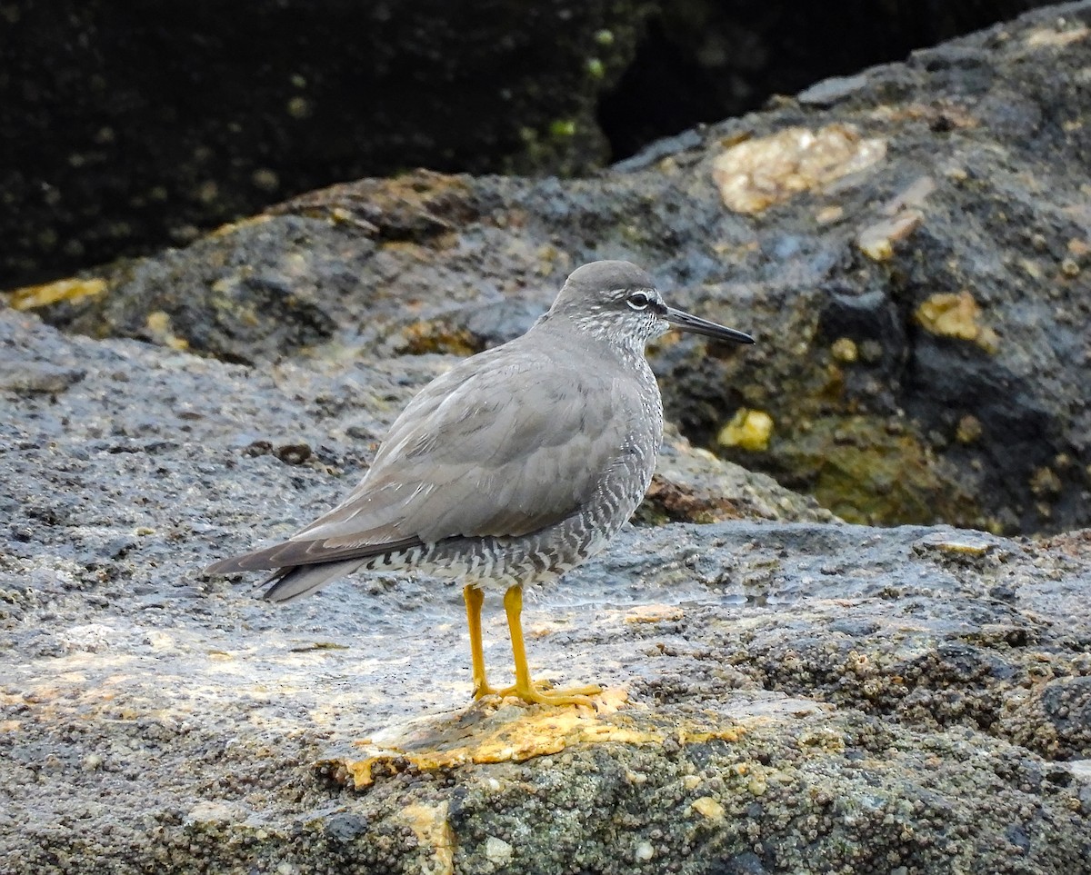 Wandering Tattler - ML642000087