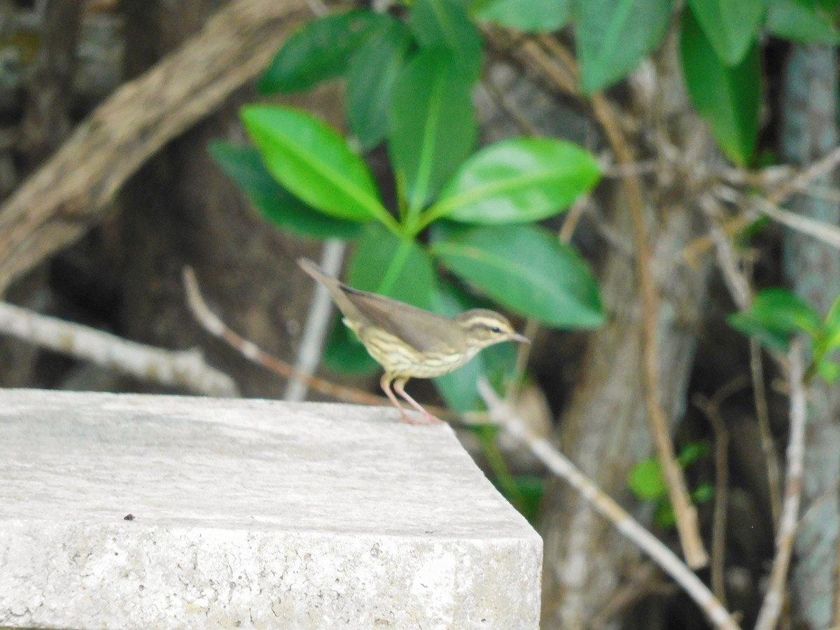 Northern Waterthrush - ML642000089