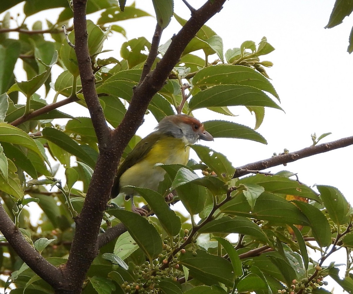 Rufous-browed Peppershrike (Northern) - ML642000098