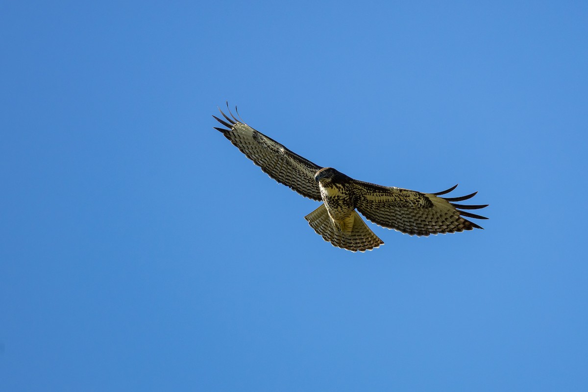 Red-tailed Hawk - ML642000099