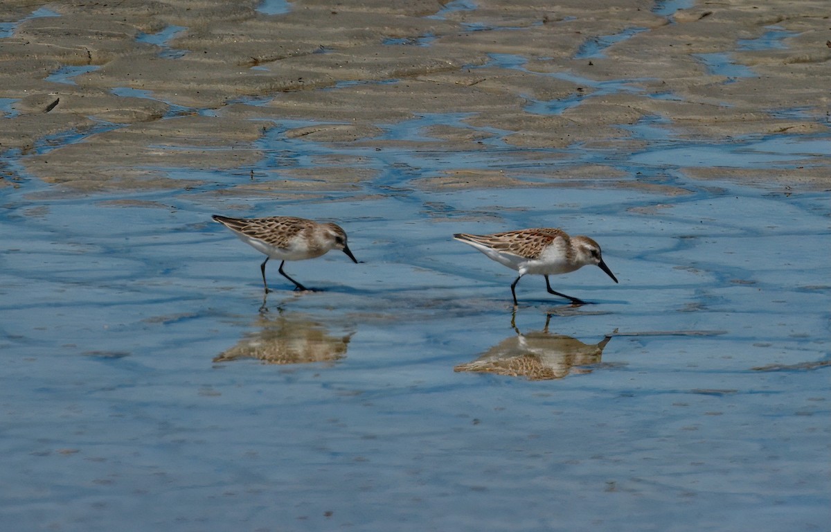 sandsnipe - ML642000107